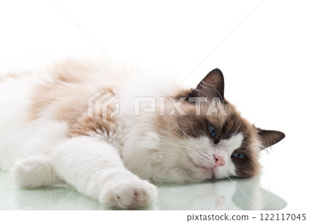 Happy beautiful Ragdoll cat isolated on white background Happy beautiful Ragdoll cat isolated on white background 122117045