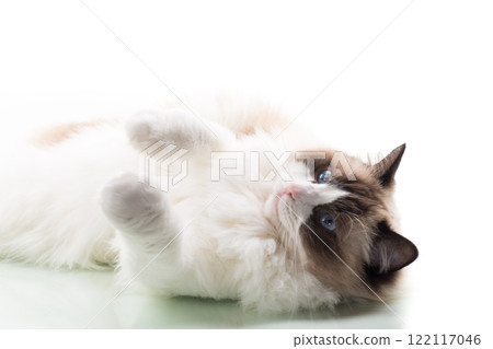 Happy beautiful Ragdoll cat isolated on white background 122117046