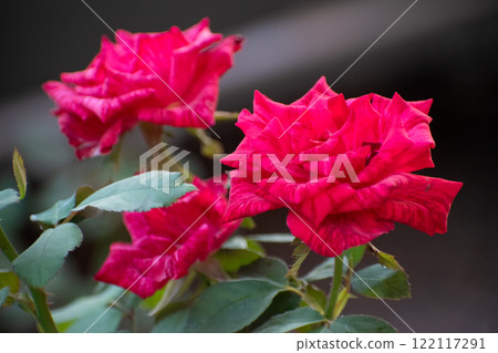 Closeup of red striped flowers of hybrid tea rose Closeup of red striped flowers of hybrid tea rose 122117291