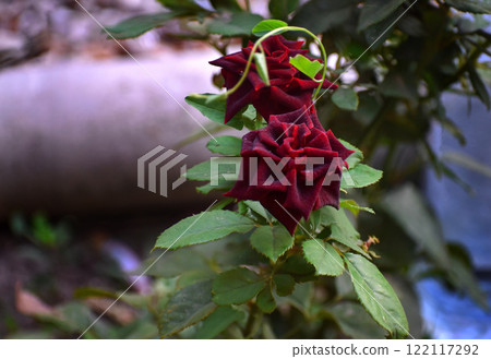 Dark red flowers of Rosa Black Baccara. Garden rose blooming in summer. Hybrid tea rose. Dark red flowers of Rosa Black Baccara. Garden rose blooming in summer. Hybrid tea rose. 122117292
