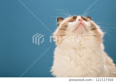 Beautiful Ragdoll cat with white and brown fur 122117308