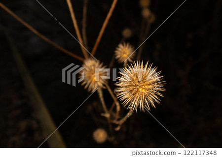 An artistic picture of a winter dry thistle isolated on a black background 122117348