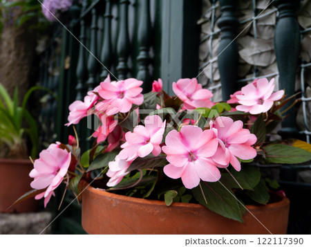 Pale pink impatiens flowering plants in the pot garden Pale pink impatiens flowering plants in the pot garden 122117390
