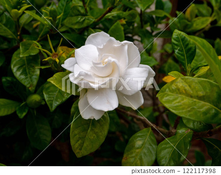 Gardenia white flower and lush green foliage 122117398