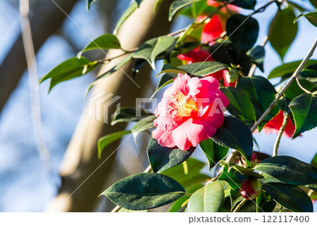Red camellias starting to bloom under bright sunlight at Kew Gardens on the outskirts of London 122117400