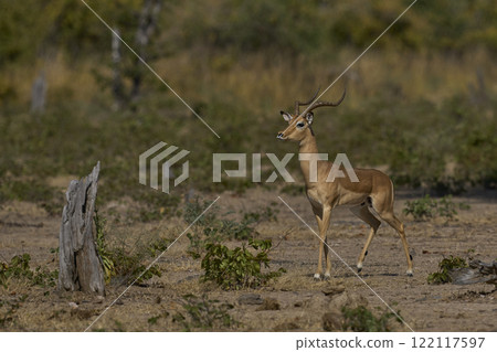 Male Impala sounding alarm Male Impala sounding alarm 122117597