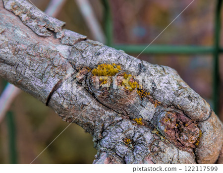 dry wood with lichen 122117599