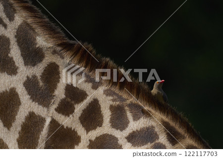 Red-billed Oxpecker on giraffe Red-billed Oxpecker on giraffe 122117703