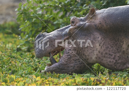 Angry male Hippopotamus 122117720