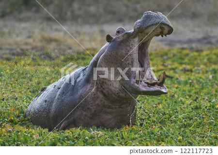 Angry male Hippopotamus 122117723