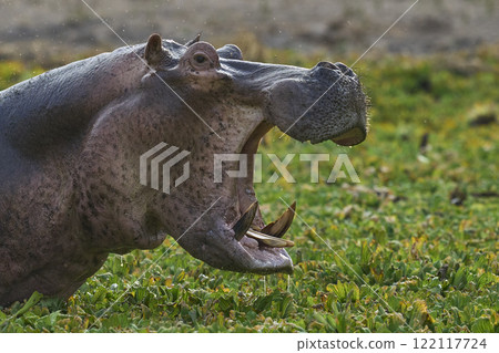Angry male Hippopotamus 122117724