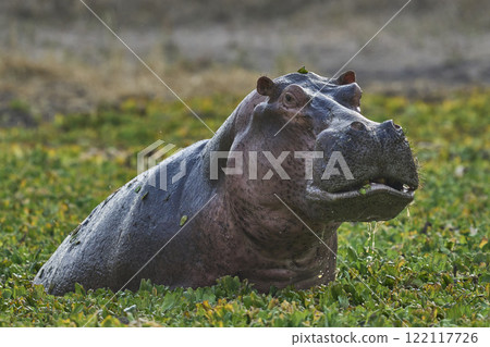 Angry male Hippopotamus 122117726