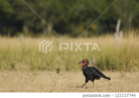 Southern Ground-Hornbill 122117744