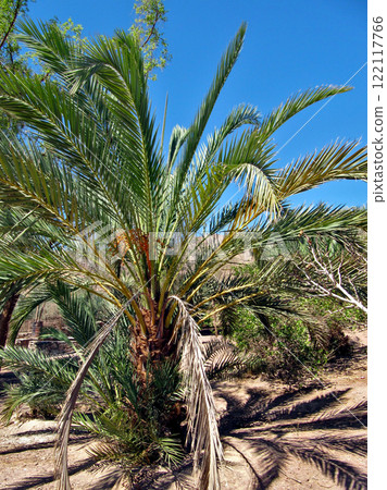 Olive palm tree in the oasis of the Bedouin village in Sinai Olive palm tree in the oasis of the Bedouin village in Sinai 122117766