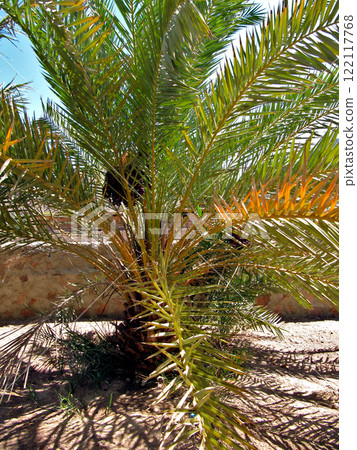 Palm tree near the fence of the oasis of the Bedouin village in Sinai Palm tree near the fence of the oasis of the Bedouin village in Sinai 122117768