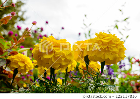 A flowerbed of vibrant yellow marigolds A flowerbed of vibrant yellow marigolds 122117810