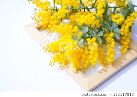 含羞草排列 含羞草排列 122117818