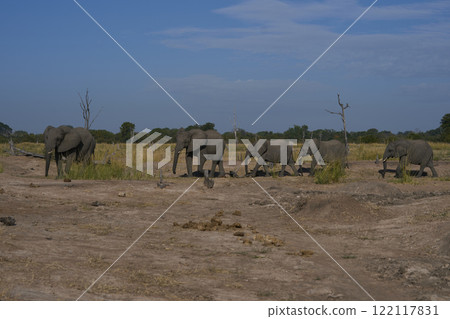 African Elephant in South Luangwa National Park African Elephant in South Luangwa National Park 122117831