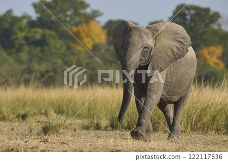 African Elephant in South Luangwa National Park 122117836