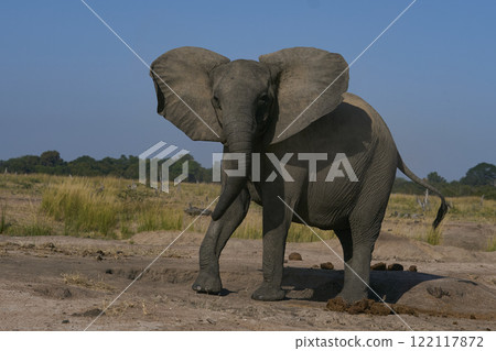 Agitated female African Elephant Agitated female African Elephant 122117872