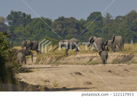African Elephants drinking at a sand river African Elephants drinking at a sand river 122117953