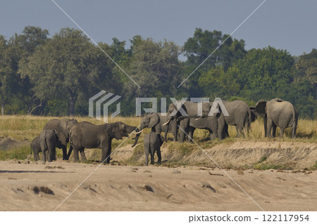 African Elephants drinking at a sand river African Elephants drinking at a sand river 122117954