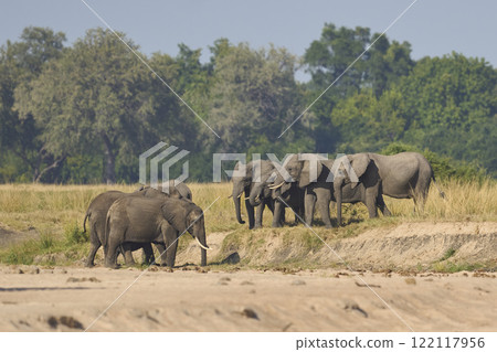 African Elephants drinking at a sand river 122117956