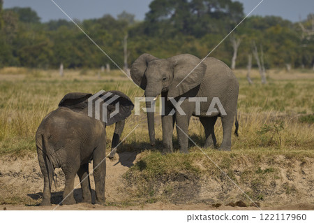 African Elephants drinking at a sand river African Elephants drinking at a sand river 122117960
