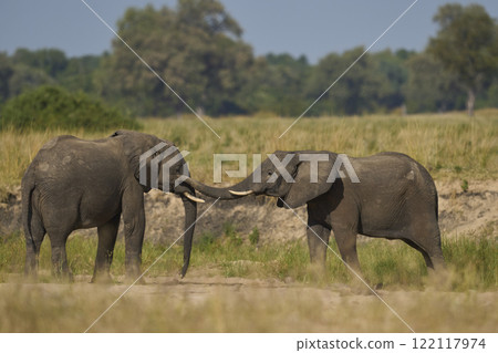 African Elephant wrestling  122117974