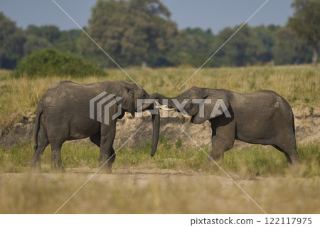 African Elephant wrestling  122117975