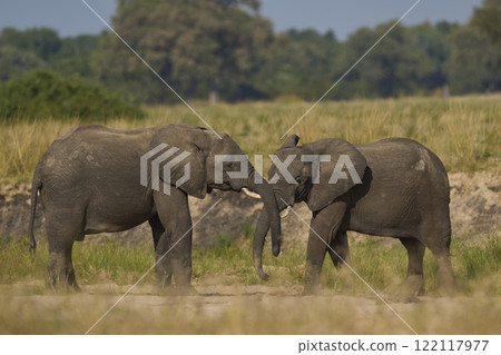 African Elephant wrestling  122117977