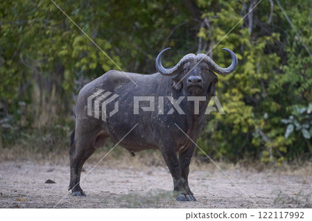 Large male African Buffalo 122117992