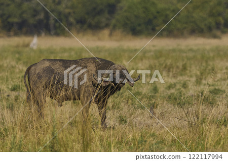 Large male African Buffalo Large male African Buffalo 122117994