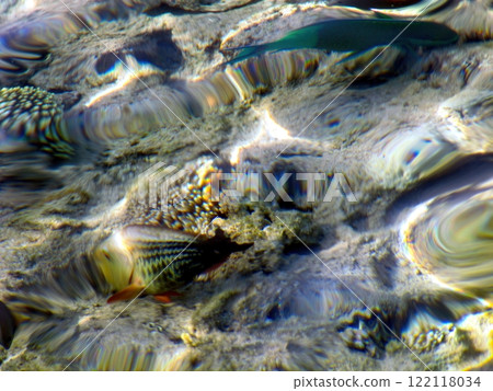 Colorful Tropical Fish Swimming Over a Wavy Surface of Shallow Sea Water Colorful Tropical Fish Swimming Over a Wavy Surface of Shallow Sea Water 122118034