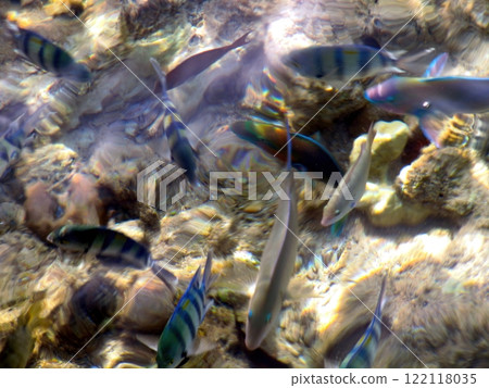 Colorful Tropical Fish Swimming in Shallow Sea Water With Wavy Surface and Light Refraction Colorful Tropical Fish Swimming in Shallow Sea Water With Wavy Surface and Light Refraction 122118035