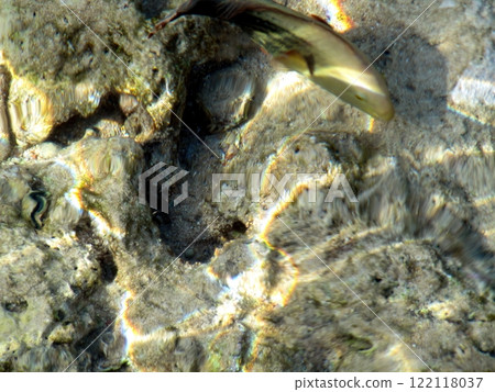 Colorful Tropical Fish Swim in Shallow Sea Water With Wavy Surface and Stunning Light Refraction Colorful Tropical Fish Swim in Shallow Sea Water With Wavy Surface and Stunning Light Refraction 122118037