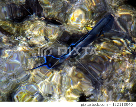 Colorful Tropical Fish Swimming in Wavy Shallow Waters Creating a Surreal Underwater View Colorful Tropical Fish Swimming in Wavy Shallow Waters Creating a Surreal Underwater View 122118040