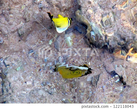 Colorful Tropical Fish Swimming in Shallow Sea With Wavy Reflections and Vibrant Light Refraction Colorful Tropical Fish Swimming in Shallow Sea With Wavy Reflections and Vibrant Light Refraction 122118043