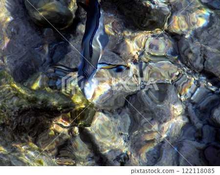 Colorful tropical fish swim over the wavy seabed in a shallow coastal area during the day 122118085