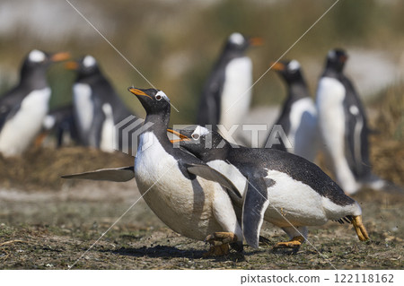 Gentoo Penguins squabbling Gentoo Penguins squabbling 122118162