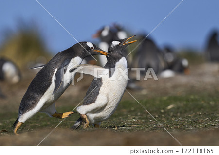 Gentoo Penguins squabbling Gentoo Penguins squabbling 122118165