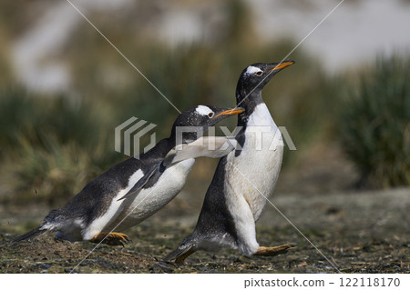 Gentoo Penguins squabbling 122118170