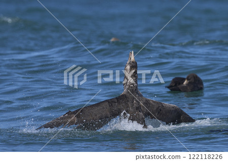 Southern Giant Petrels squabbling in the waves Southern Giant Petrels squabbling in the waves 122118226