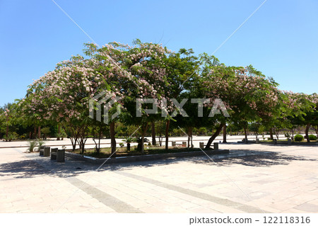 Blossoming Trees in the Peaceful Square of Karnak Temple Complex in Egypt 122118316