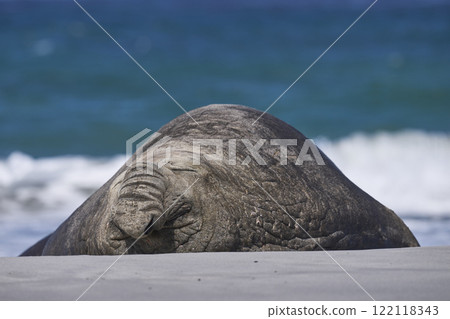 Male Southern Elephant Seal 122118343