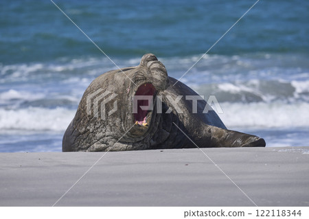 Male Southern Elephant Seal 122118344