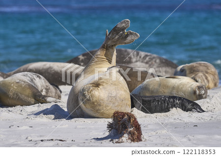 Female Southern Elephant Seal 122118353