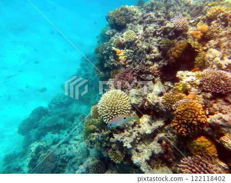 Exploring Vibrant Marine Life in Coral Reef of the Red Sea, Hurghada During an Underwater Adventure Exploring Vibrant Marine Life in Coral Reef of the Red Sea, Hurghada During an Underwater Adventure 122118402