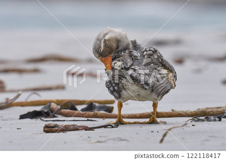 Male Falkland Steamer Duck preening 122118417