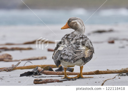 Male Falkland Steamer Duck preening 122118418